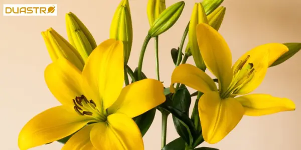 Yellow Radiance: Astrological Perspectives